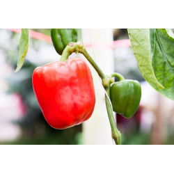 พริกไทย "California Wonder" - สีแดงและหวาน - 55 เมล็ด - Capsicum L.
