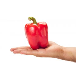 พริกไทย "California Wonder" - สีแดงและหวาน - 55 เมล็ด - Capsicum L.