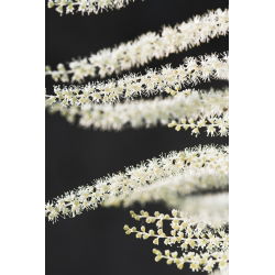 Aruncus dioicus