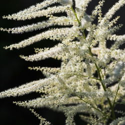 Aruncus dioicus
