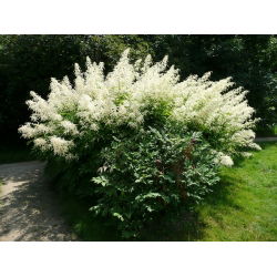 Aruncus dioicus