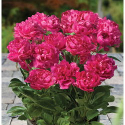 Pionslekta - Patio London - potted - Paeonia