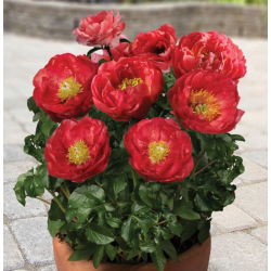 Pionslekta - Patio Moscow - potted - Paeonia