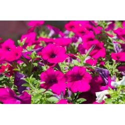 Petunia pendula - Rubina - Petunia x hybrida pendula - Impresionantes flores embudo de color escarlata-púrpura - Semillas frescas