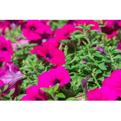 Petunia pendula - Rubina - Petunia x hybrida pendula - Impresionantes flores embudo de color escarlata-púrpura - Semillas frescas
