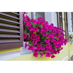 Petunia pendula - Rubina - Petunia x hybrida pendula - Impresionantes flores embudo de color escarlata-púrpura - Semillas frescas