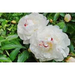 Pionslekta - Festiva Maxima - Paeonia