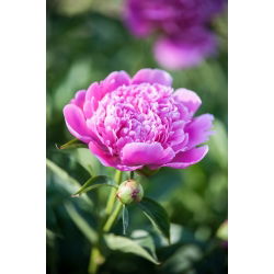 Pionslekta - Edulis Superba - Paeonia