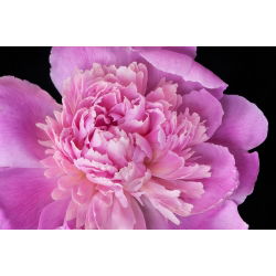 Pionslekta - Edulis Superba - Paeonia