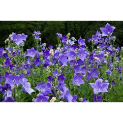 Floarea balon - amestec de culori - Platycodon grandiflorus - Inflorescențe rafinate, în formă de stea - Semințe proaspete