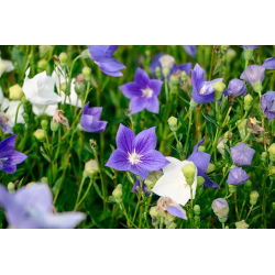 Floarea balon - amestec de culori - Platycodon grandiflorus - Inflorescențe rafinate, în formă de stea - Semințe proaspete