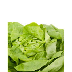 Butterhead salata "Ewelina" - s glatkim i ukusnim listovima - 1000 sjemenki - Lactuca sativa L. var. Capitata - sjemenke