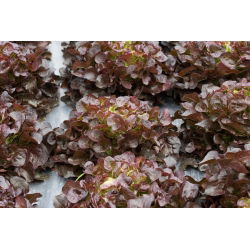 Червена маруля "Сахим" - 850 семена - Lactuca sativa L. var. capitata 