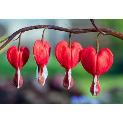 Gebroken hartje - Valentine - Dicentra spectabilis