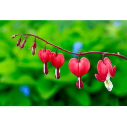 Gebroken hartje - Valentine - Dicentra spectabilis