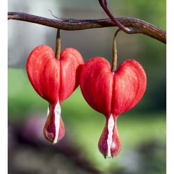 Gebroken hartje - Valentine - Dicentra spectabilis