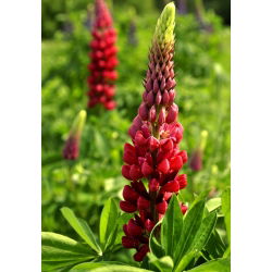 Lupinus, Lupin, Lupin Moj dvorac - lukovica / gomolj / korijen - Lupinus polyphyllus