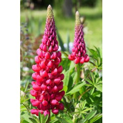 Lupinus, Lupin, Lupin Stranice - lukovica / gomolj / korijen - Lupinus polyphyllus