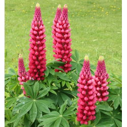 Lupinus, Lupin, Lupin Stranice - lukovica / gomolj / korijen - Lupinus polyphyllus