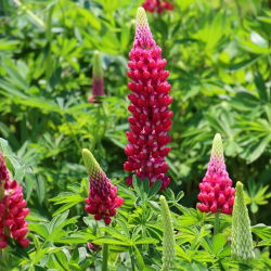 Lupinus, Lupin, Lupin Stranice - lukovica / gomolj / korijen - Lupinus polyphyllus
