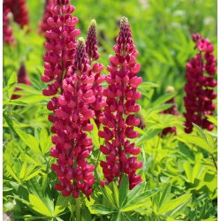 Lupinus, Lupin, Lupin Stranice - lukovica / gomolj / korijen - Lupinus polyphyllus