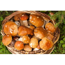 Mycorrhizalvaccine (mycorrhiza) - Porcini - Slipper Jack - Bay Bolete - Spiselige Skov svampe