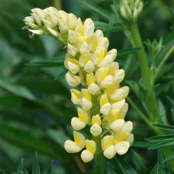 Lupinus, Lupin, Lupin luster - lukovica / gomolj / korijen - Lupinus polyphyllus