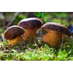 Mycorrhizalvaccine (mycorrhiza) - Porcini - Slipper Jack - Bay Bolete - Spiselige Skov svampe