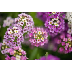Silkedodre - rosa - 1750 frø - Lobularia maritima