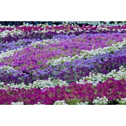 Silkedodre - rosa - 1750 frø - Lobularia maritima