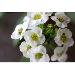 Silkedodre - hvit - 1750 frø - Lobularia maritima