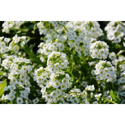 Silkedodre - hvit - 1750 frø - Lobularia maritima
