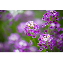 Lily-violet søt alyssum, Sweet alison - 1750 frø - Lobularia maritima.