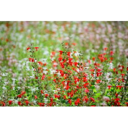 Ahli bijak darah, bijak Texas - 210 biji - Salvia coccinea - benih