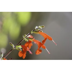 Ahli bijak darah, bijak Texas - 210 biji - Salvia coccinea - benih