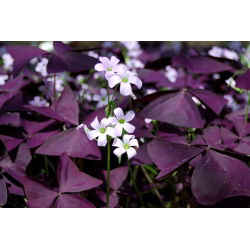 Oxalis triangularis - paket med 5 stycken