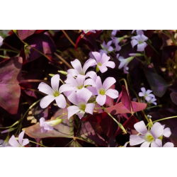 Oxalis triangularis - paket med 5 stycken