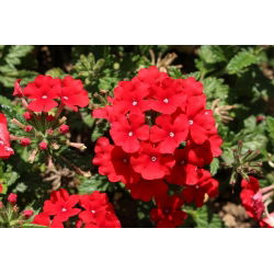 Садова вербена - червоний сорт; садова вербена - 120 насіння - Verbena x hybrida 