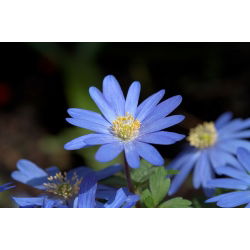 Anemone blanda - Blue Shades - paquete de 8 piezas