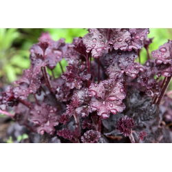 Хеуцхера, Алумроот Пурпле Палаце - булб / тубер / роот - Heuchera diversifolia