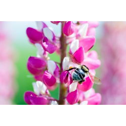 Lupinus, Lupin, Lupin Chatelaine - bulb / tuber / root - Lupinus polyphyllus