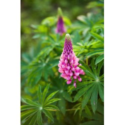 Lupinus, Lupin, Lupin Chatelaine - bulb / tuber / root - Lupinus polyphyllus