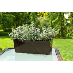 Fioriera "Begonia" - 19 x 56 cm - marrone moka - 