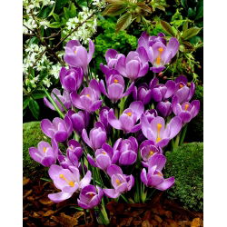 Запис крокусу - 10 цибулин - Crocus Flower Record