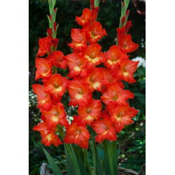 Gladiolus Nikita - 5 ampul