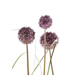 Allium Summer Drummer