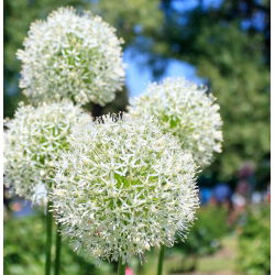 Dekorativ hvidløg - White Giant - Allium White Giant