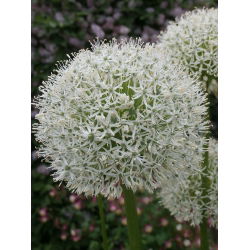 Dekorativ hvidløg - White Giant - Allium White Giant