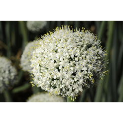Dekorativ hvidløg - White Giant - Allium White Giant