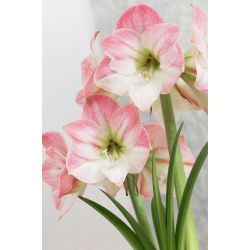 Hippeastrum Elma Çiçeği - ampul / yumru / kök